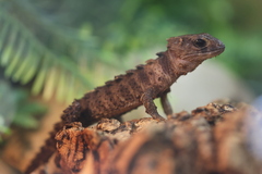 Spiny Skink photo 1