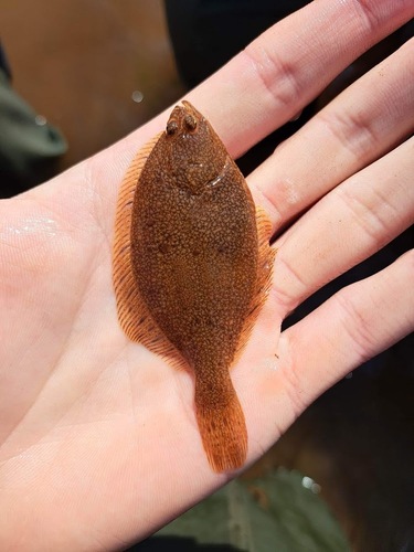 Smooth flounder (Pleuronectes putnami) — Pleuronectidae — 5