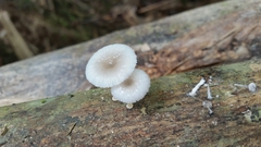 Mycena chlorophos