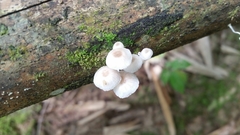 Mycena chlorophos