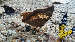 Charaxes
