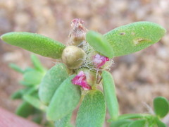 Portulaca amilis image