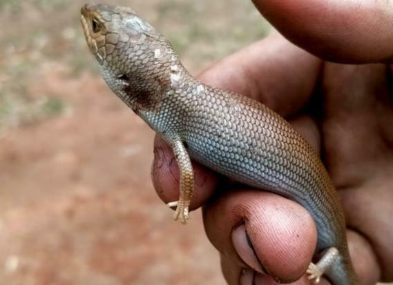 Pygmy Bluetongue Lizard