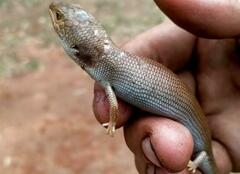 Pygmy Bluetongue Lizard photo 1
