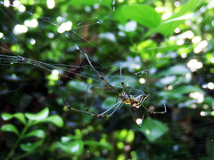 Leucauge celebesiana