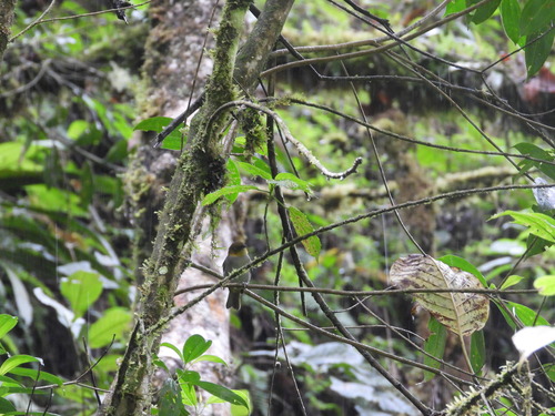 Yellow-whiskered Chlorospingus (Chlorospingus parvirostris), photo 7
