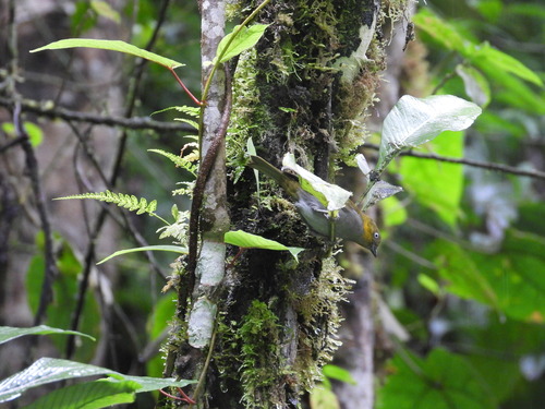 Yellow-whiskered Chlorospingus (Chlorospingus parvirostris), photo 3