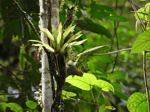 Yellow-whiskered Chlorospingus (Chlorospingus parvirostris), photo 5