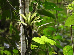Yellow-Whiskered Bush Tanager photo 3