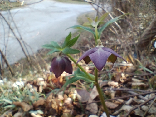 Image of Helleborus atrorubens by (c) Karlo Ostojcic, some rights reserved (CC BY)