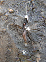 Lepidoptera