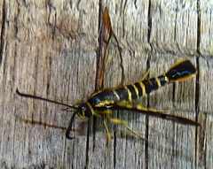 Synanthedon arkansasensis