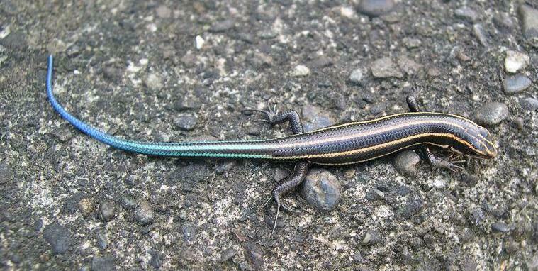 Far Eastern Skink