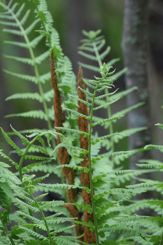Cinnamon Fern Fiddlehead