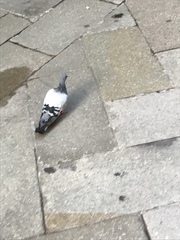 Columba livia domestica