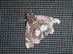 Catephia linteola