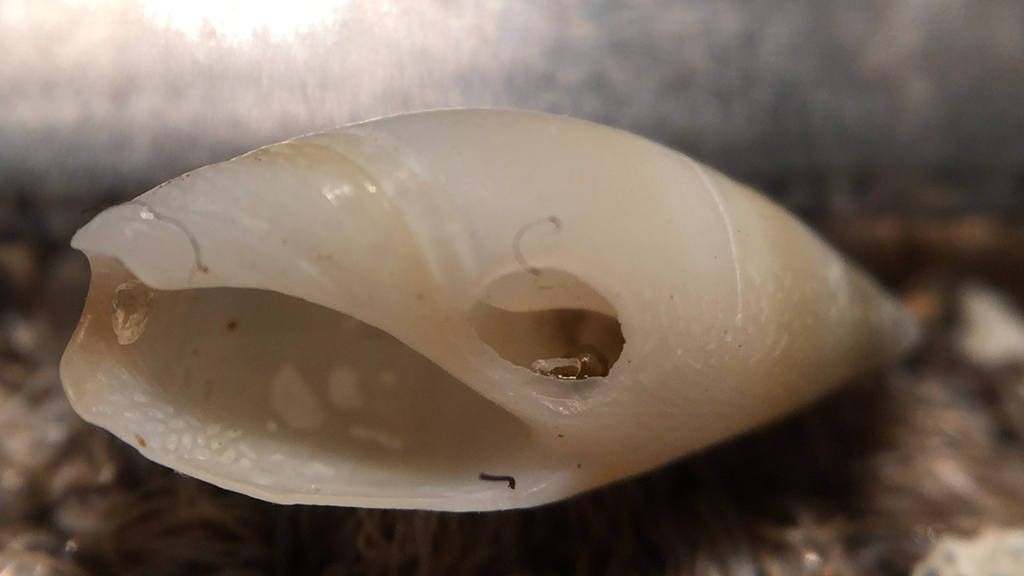 Amalda novaezelandiae