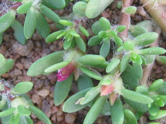 Portulaca amilis image