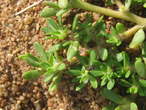 Portulaca amilis image