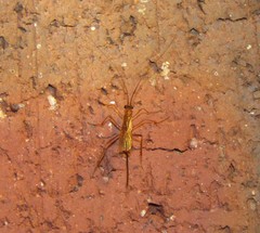 Braconidae