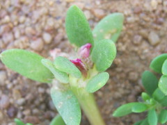 Portulaca amilis image