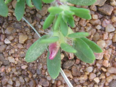 Portulaca amilis image