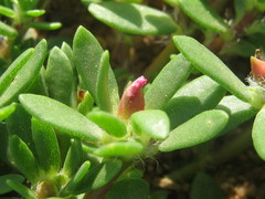 Portulaca amilis image