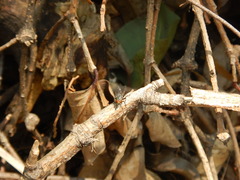 Insecta