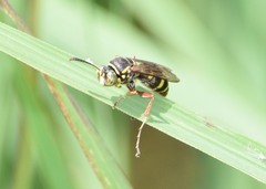 Tanyoprymnus moneduloides