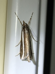 Carectocultus perstrialis