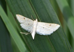 Parapoynx allionealis