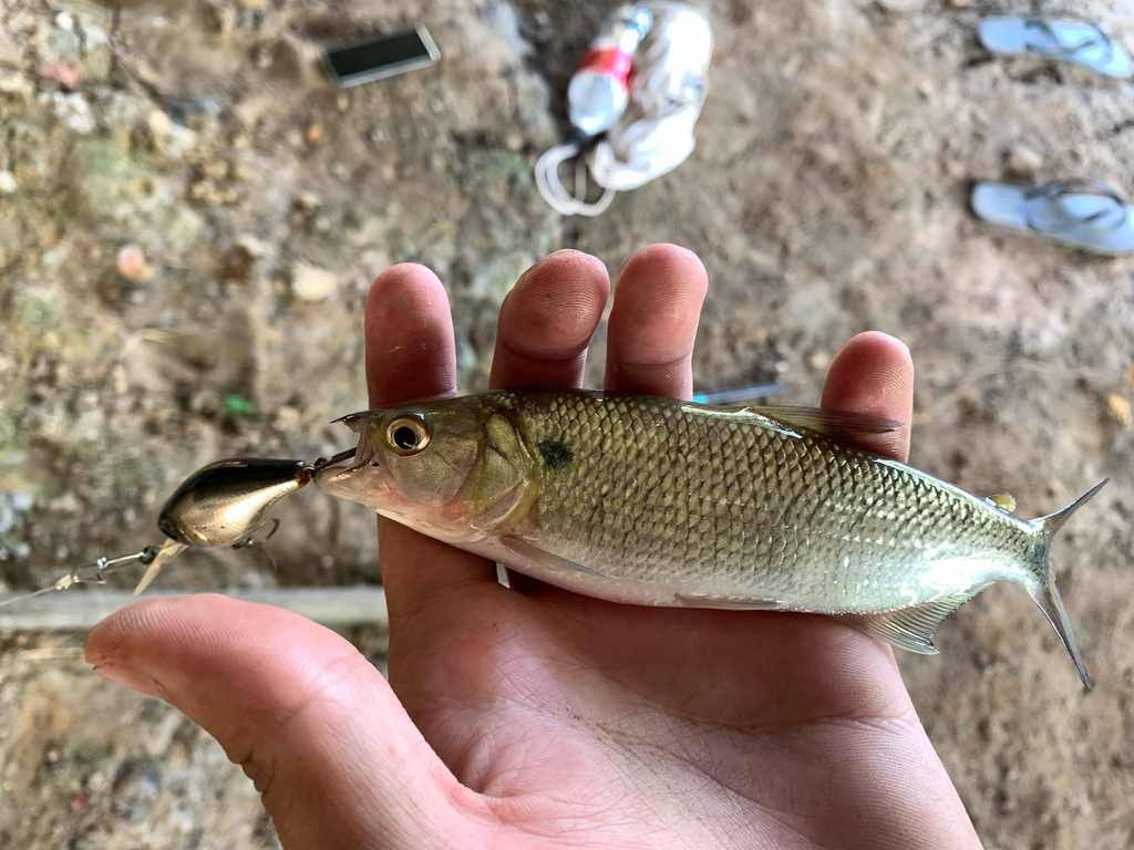 Tiete Tetra