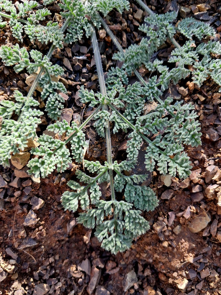 Cachrys cheilanthifolia