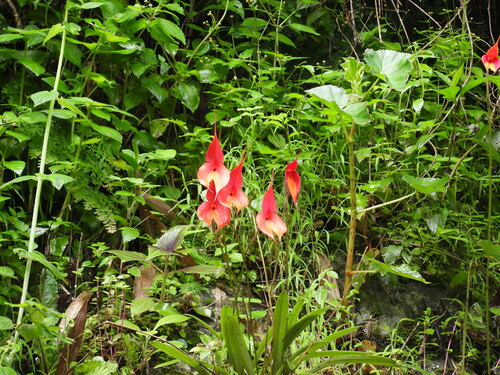 Image of Masdevallia veitchiana by (c) Sebastián de Jesús Herrera Buenfil, some rights reserved (CC BY)