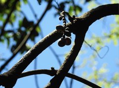 Gnetum luofuense
