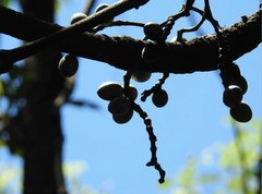 Gnetum luofuense