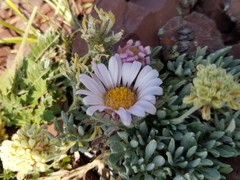 Townsendia condensata