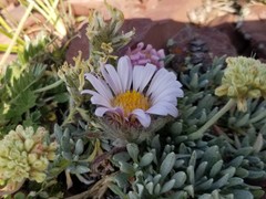 Townsendia condensata