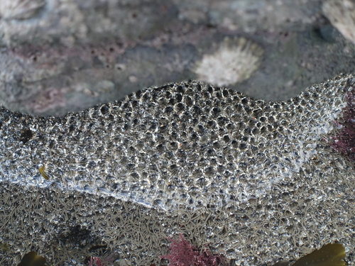 Honeycomb Worm, Flaggy Shore, Newquay, Clare, Ireland, photo 7 of 10