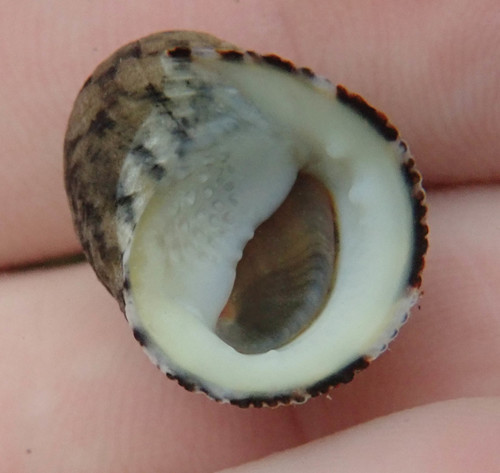 Nerita funiculata