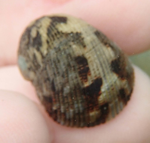Nerita funiculata