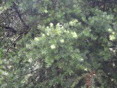 Podocarpus glomeratus