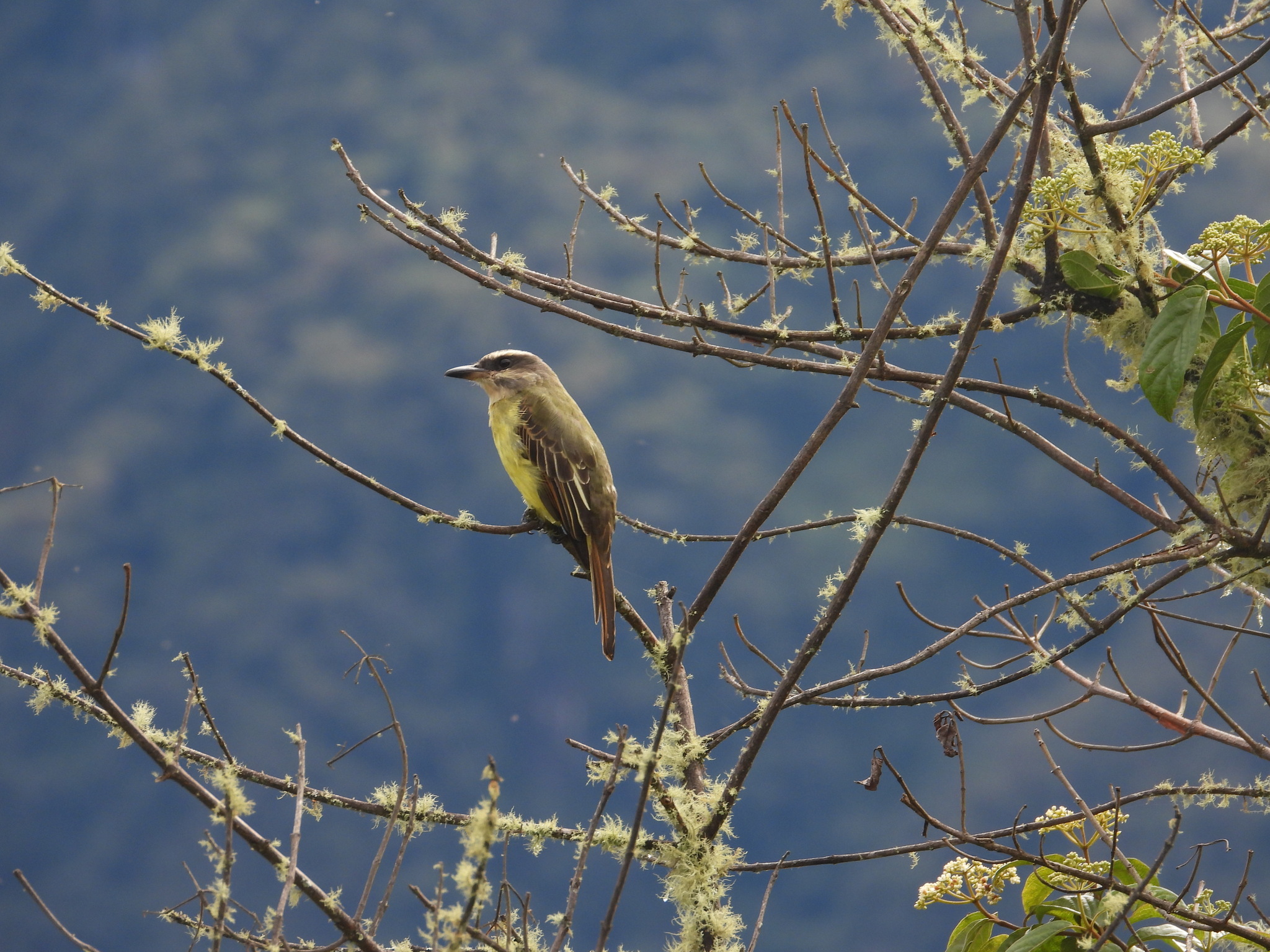 Golden-crowned Flycatcher (Myiodynastes chrysocephalus), photo 2