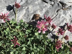 Trifolium haydenii