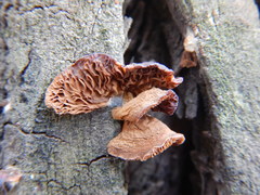Fungi