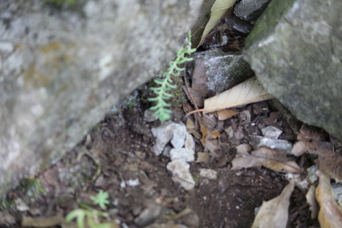 Sedum potosinum