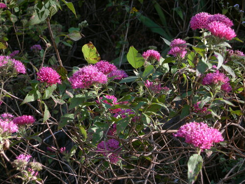 Image of Bouvardia Bouvardioides (Bouvardia bouvardioides) by (c) Neptalí Ramírez Marcial, some rights reserved (CC BY)