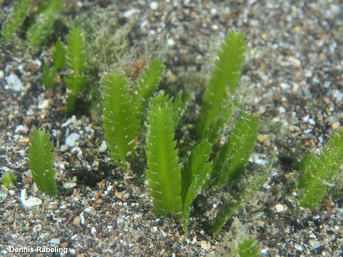 Caulerpa mexicana observed 2025-03-04