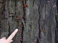 Fungi
