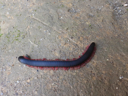 Vilcastreptus hoguei